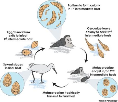  침낭충인 Bicercous Trematode는 어떻게 사는 걸까요? 기생충의 섬세하고 복잡한 생명주기!