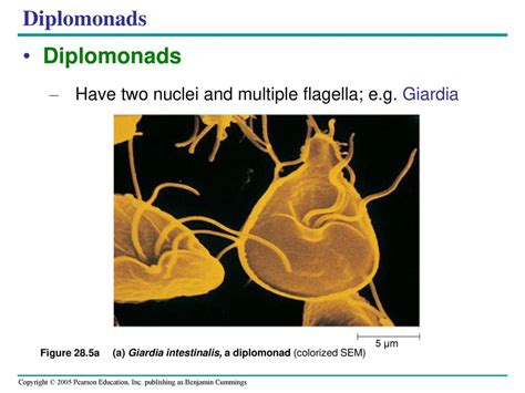  Quasibodo flagellatum:  하나의 거대한 핵과 다수의 편모를 가진 독특한 생물은 무엇일까요?