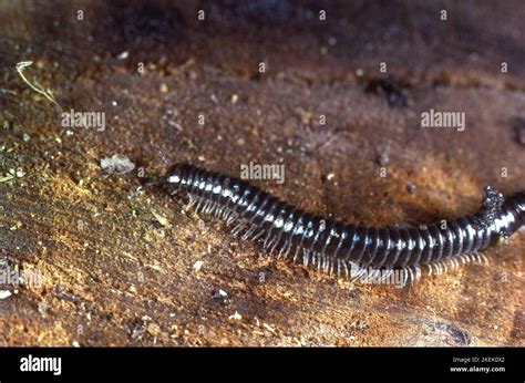  White-legged millipede, a truly fascinating creature with shimmering legs that traverse through decaying wood like miniature bulldozers!